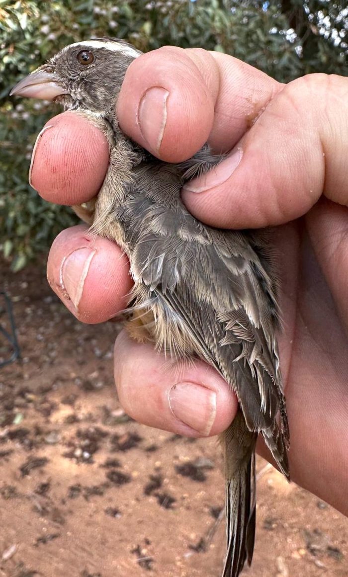Streky-headed Seedeater  - Bird ringing at Nuwejaars April 2025