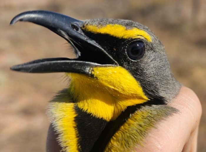 Bokmakierie  - Bird ringing at Nuwejaars April 2025