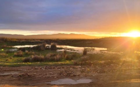 Sunrise at Moddervlei - bird ringing at nuwejaars wetlands sma 30 May-4 June 2025