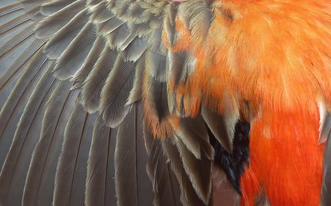 male southern red bishop