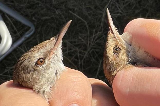 Lesser Swamp Warbler Bird ringing and brunch at Zandvlei