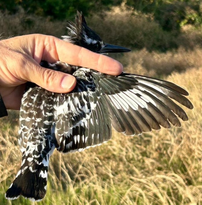 Pied Kingfisher Bird ringing and brunch at Zandvlei