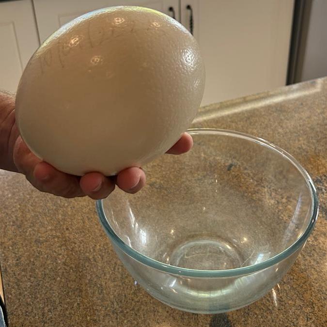 Ostrich egg, on the verge of being opened at Bird ringing and brunch at Zandvlei