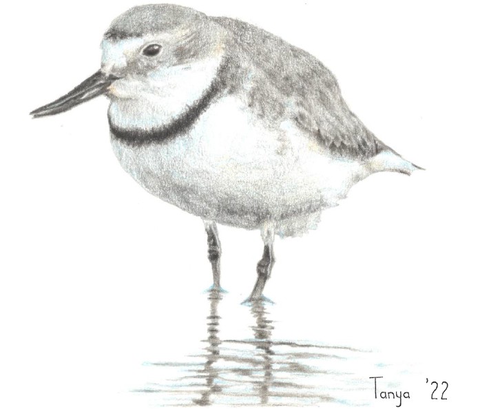 Wrybill primary moult