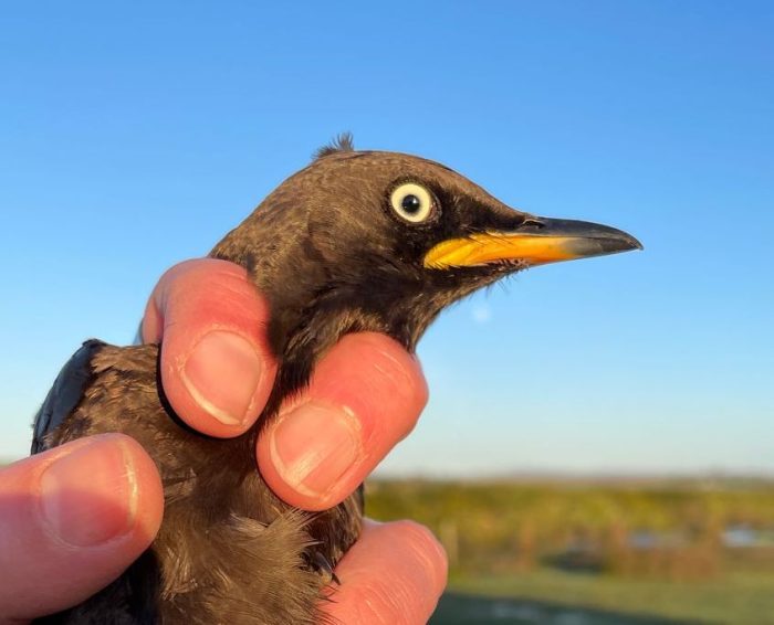 African Pied Starling : Bird ringing Nuwejaars Wetlands August 2025