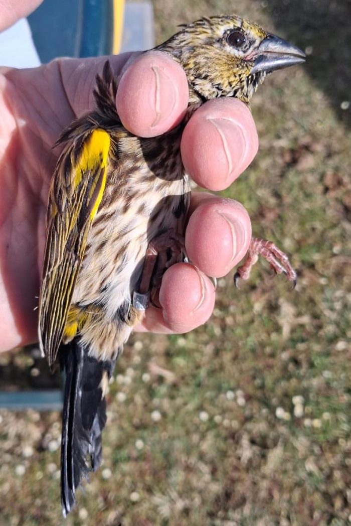 Yellow Bishop : Bird ringing Nuwejaars Wetlands August 2025