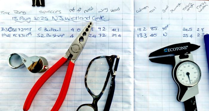 Tools of the trade : Bird ringing Nuwejaars Wetlands August 2025