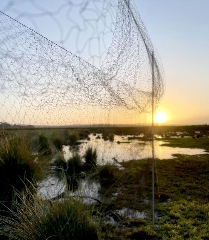 Mist net at Nuwejaars Wetlands