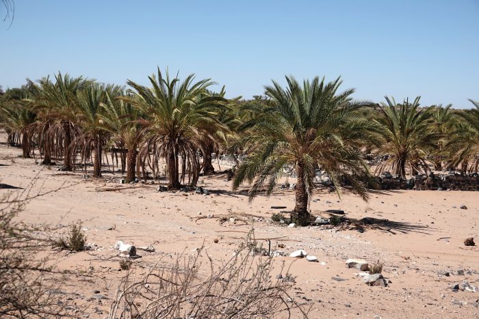 Grove of dates Alte Kalköfen