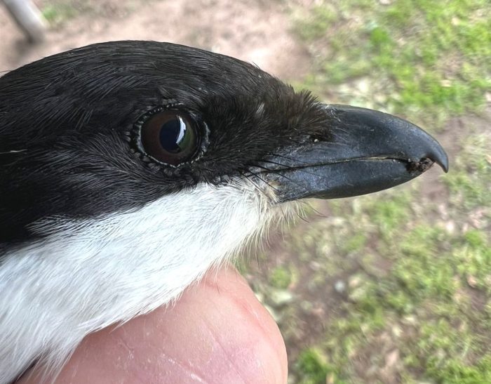 Southern Fiscal head and bill : Bird ringing Nuwejaars Wetlands August 2025