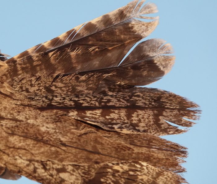 Rufous-cheeked Nightjar tail