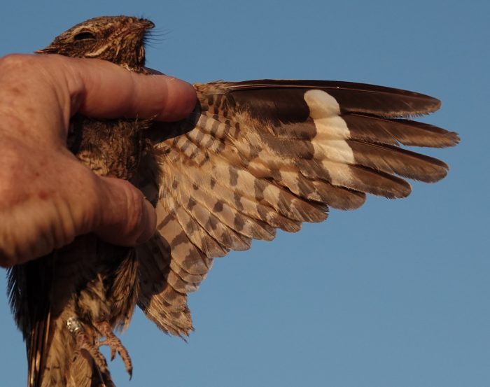 Rufous-cheeked Nightjar : Alte Kalköfen bird observatory February 2025