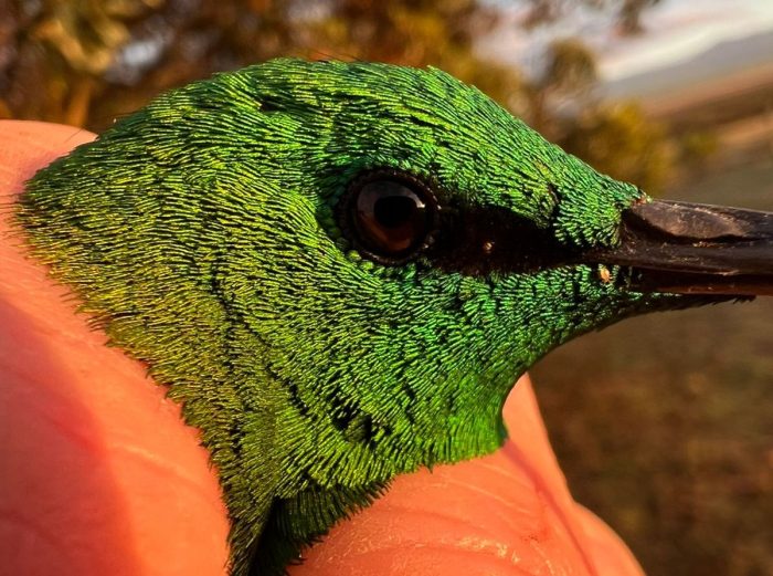 Malachite Sunbird head : Bird ringing Nuwejaars Wetlands August 2025
