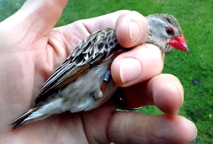 Red-billed Quelea : Bird ringing Nuwejaars Wetlands August 2025