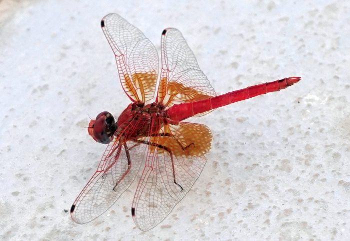 Orange-winged Dropwing