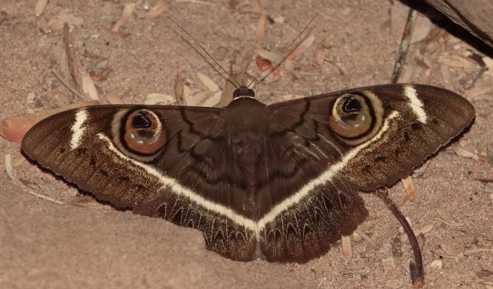 Cream-striped Owl Moth