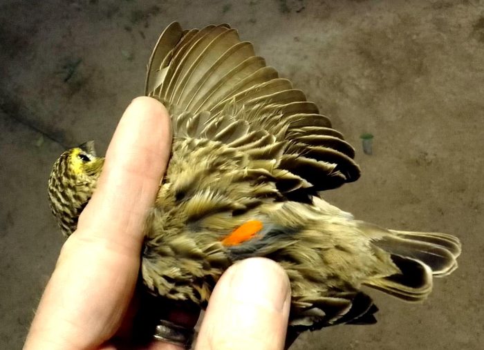 Southern Red Bishop - first trace of breeding plumage - Bird ringing Nuwejaars Wetlands August 2025