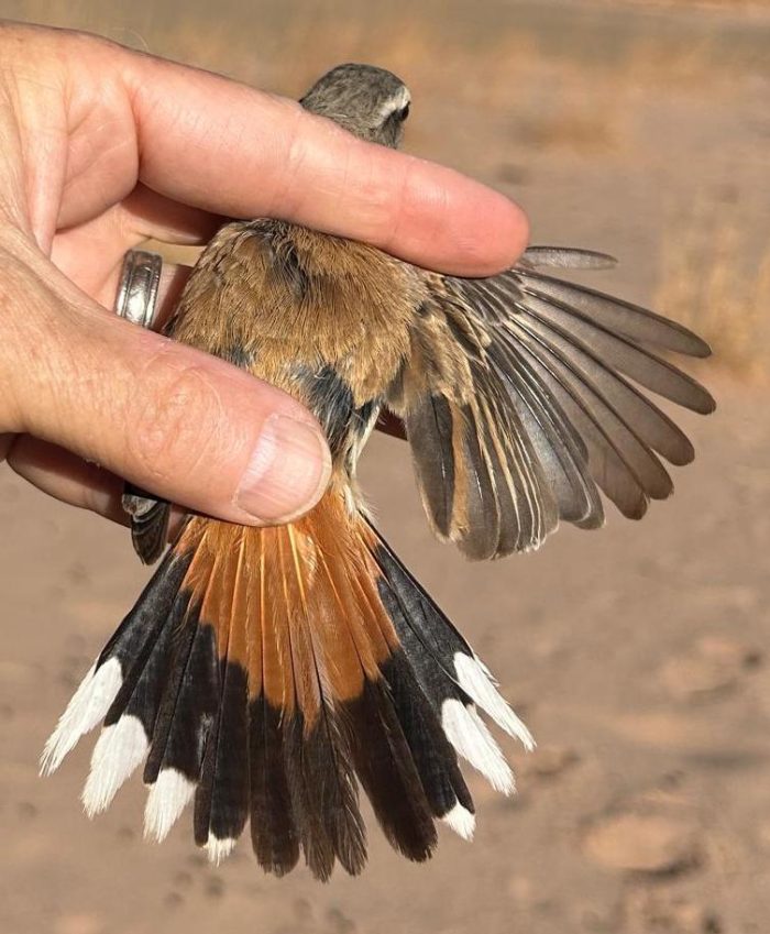 Kalahari Scrub-robin Alte Kalköfen bird observatory February 2025