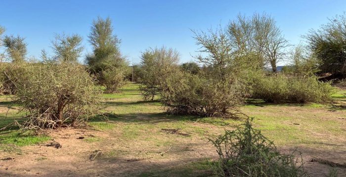 Gurib River: Alte Kalköfen bird observatory February 2025