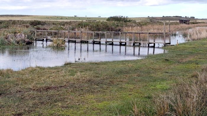 Nuwejaars Wetlands Special Management Area: African Marsh Harrier trail