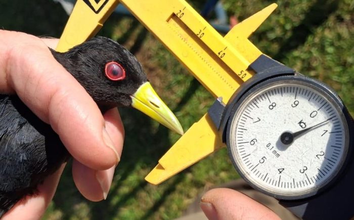 Total head length Black Crake