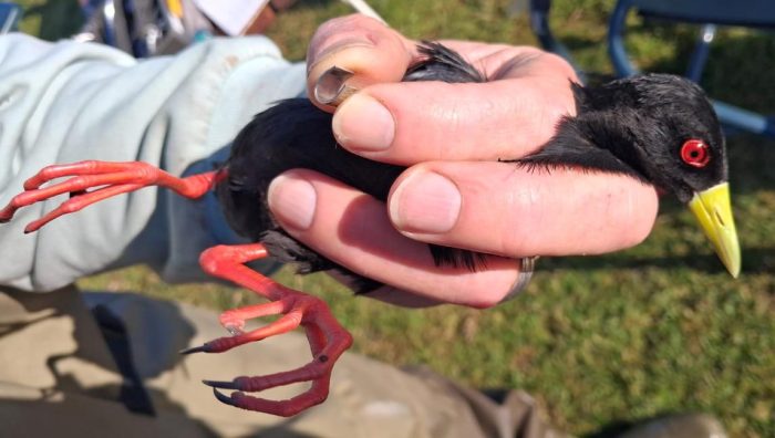 Another Black Crake : Bird ringing Nuwejaars Wetlands August 2025