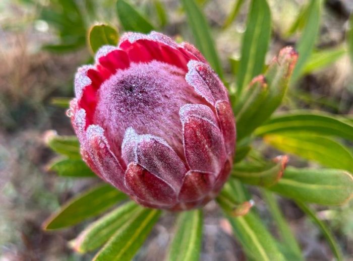 Protea