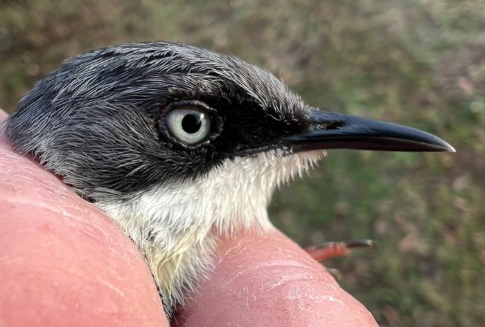 Bar-throated Apalis : Bird ringing Nuwejaars Wetlands August 2025