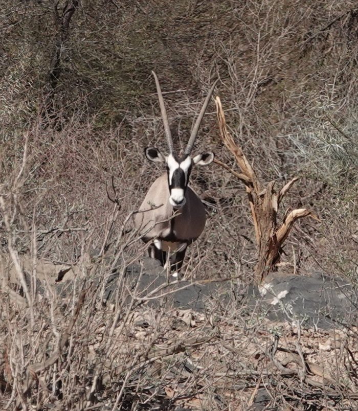 Gemsbok