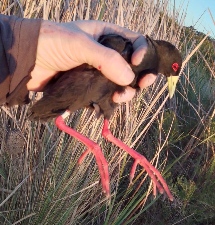Black Crake : Bird ringing Nuwejaars Wetlands August 2025