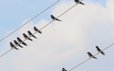 Arrival and peak abundance of Barn Swallows