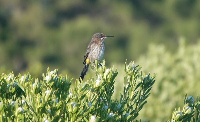 Cape Sugarbird