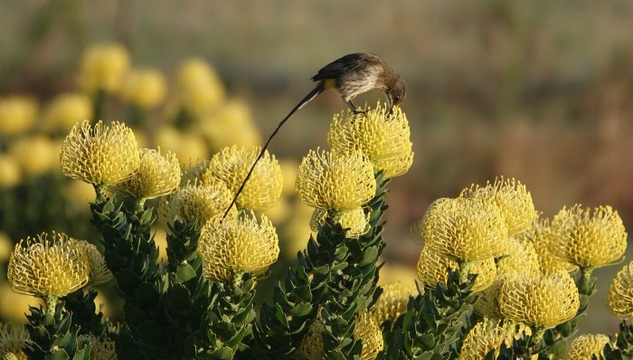Cape Sugarbird