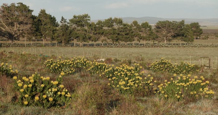 Protea patch