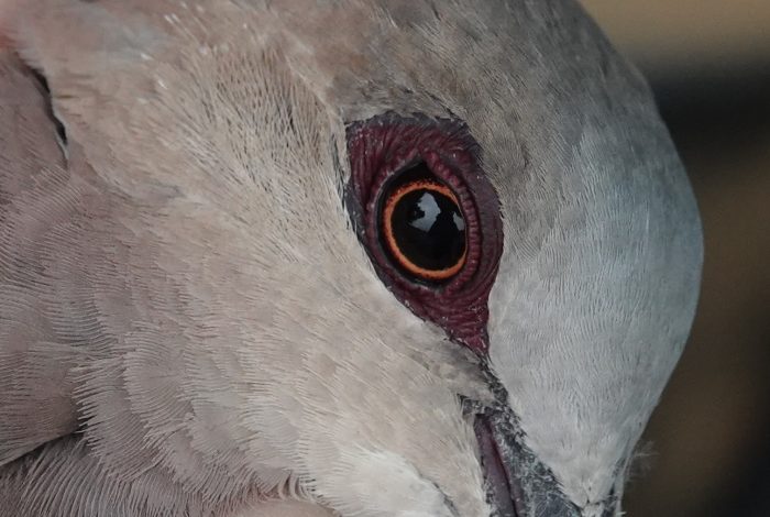 Red-eyed Dove eye: Bird ringing Nuwejaars Wetlands September 2025