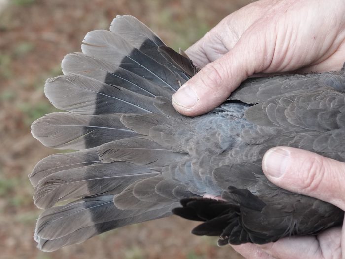 Red-eyed Dove tail : Bird ringing Nuwejaars Wetlands September 2025