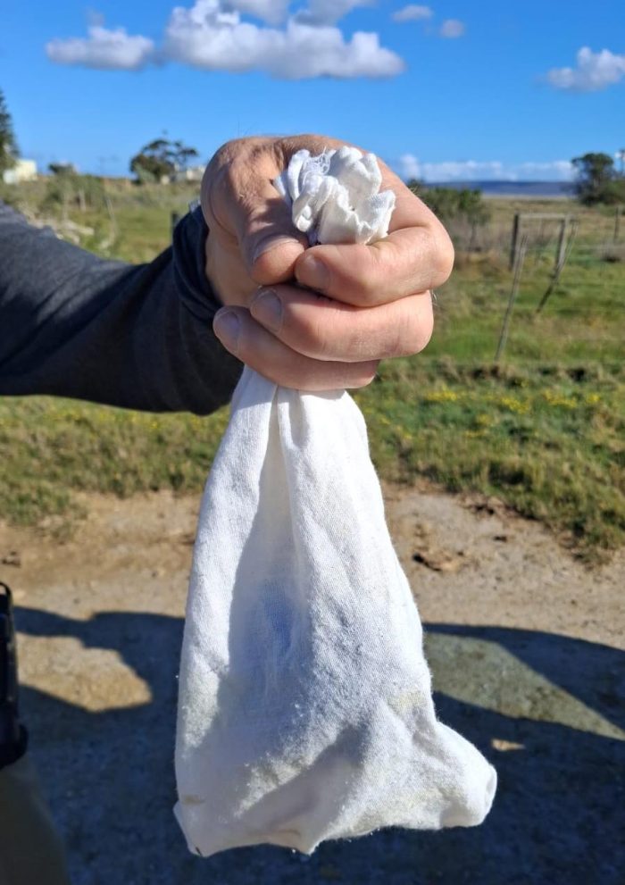What's in the bag? Bird ringing Nuwejaars Wetlands September 2025