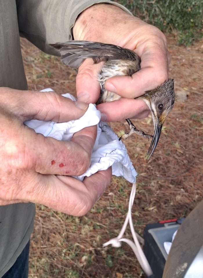 A Cape Sugarbird is in the bag: Bird ringing Nuwejaars Wetlands September 2025