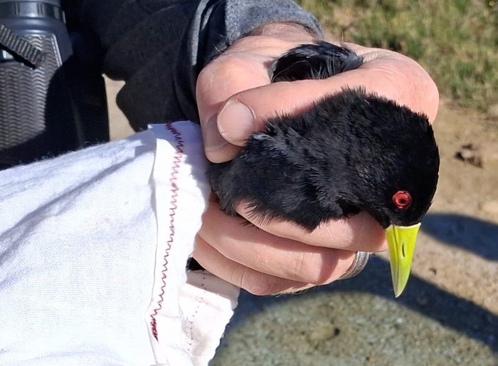 A Black Crake is in the bag: Bird ringing Nuwejaars Wetlands September 2025