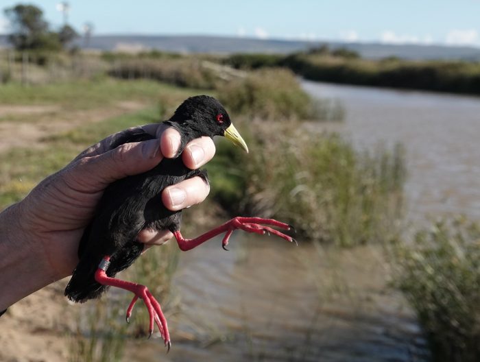 Bird ringing Nuwejaars Wetlands September 2025