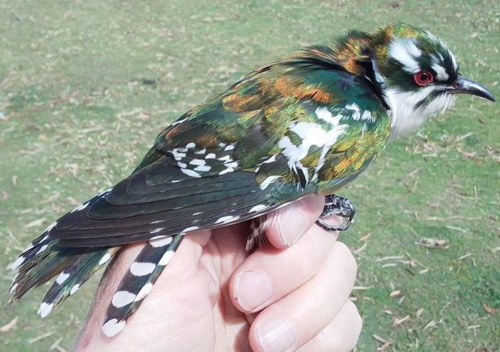 Diederick Cuckoo : Bird ringing Nuwejaars Wetlands September 2025