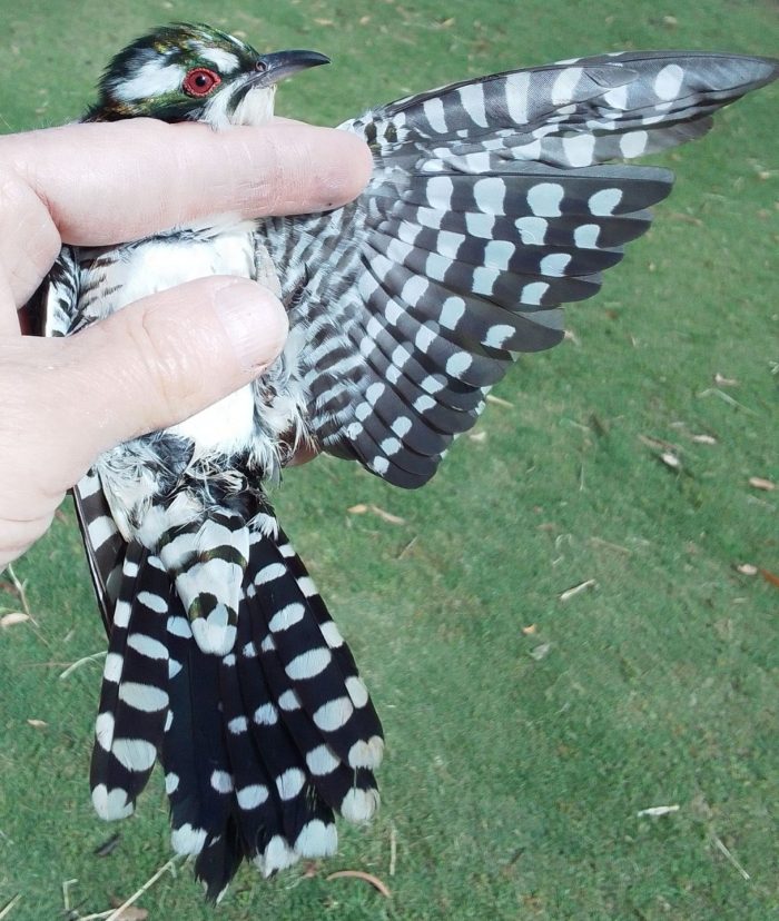 Diederik Cuckoo wing: Bird ringing Nuwejaars Wetlands September 2025