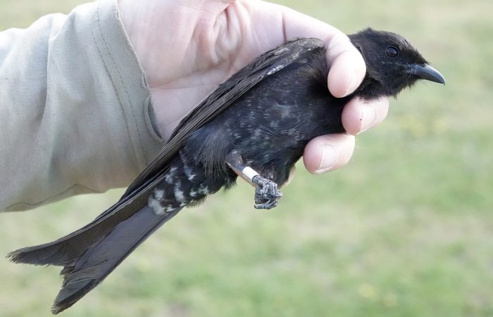 Juveniled Fork-tailed Drongo : Bird ringing Nuwejaars Wetlands September 2025