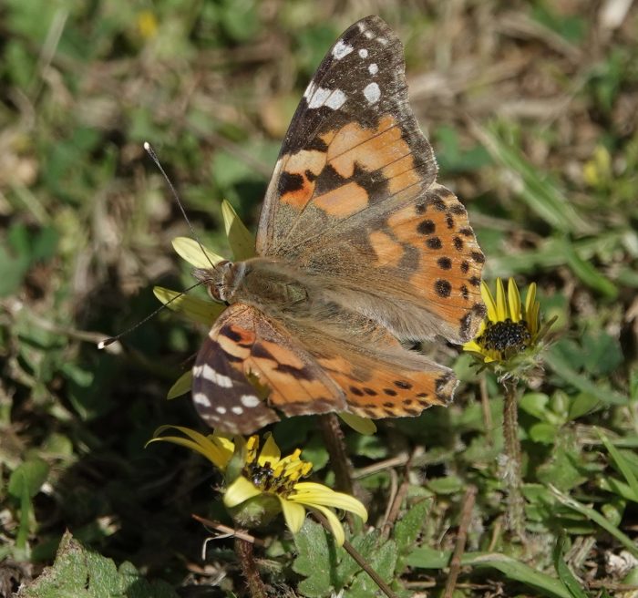 Painted Lady