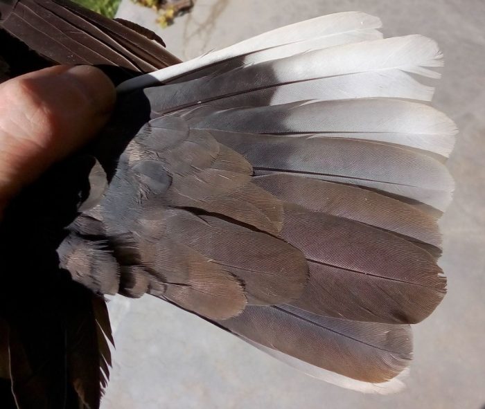 Ring-necked Dove : Bird ringing Nuwejaars Wetlands September 2025