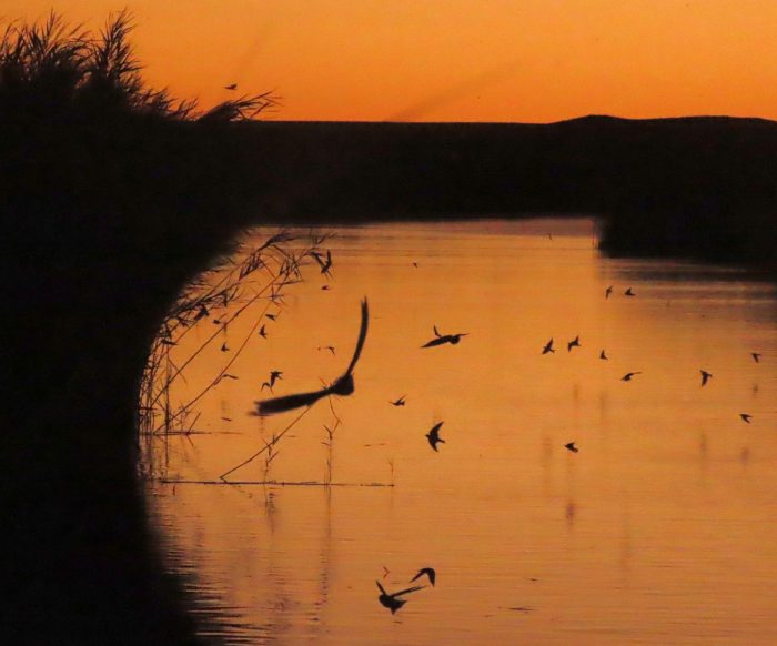 Arrival and peak abundance of Barn Swallows