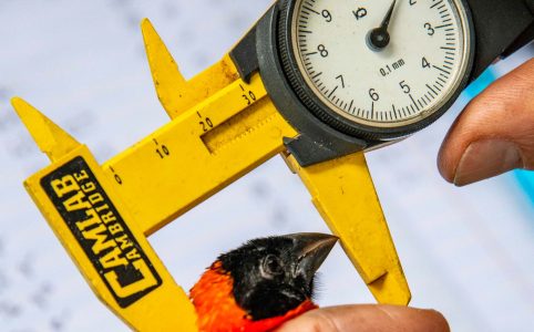 Total head Southern Red Bishop