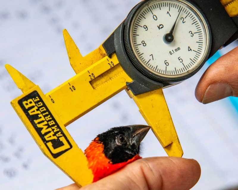 Total head Southern Red Bishop