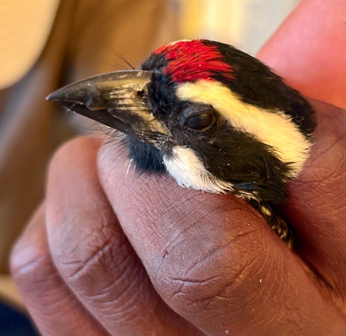 Bird ringing at Ouberg October 2025 - Acacia Pied Barbet