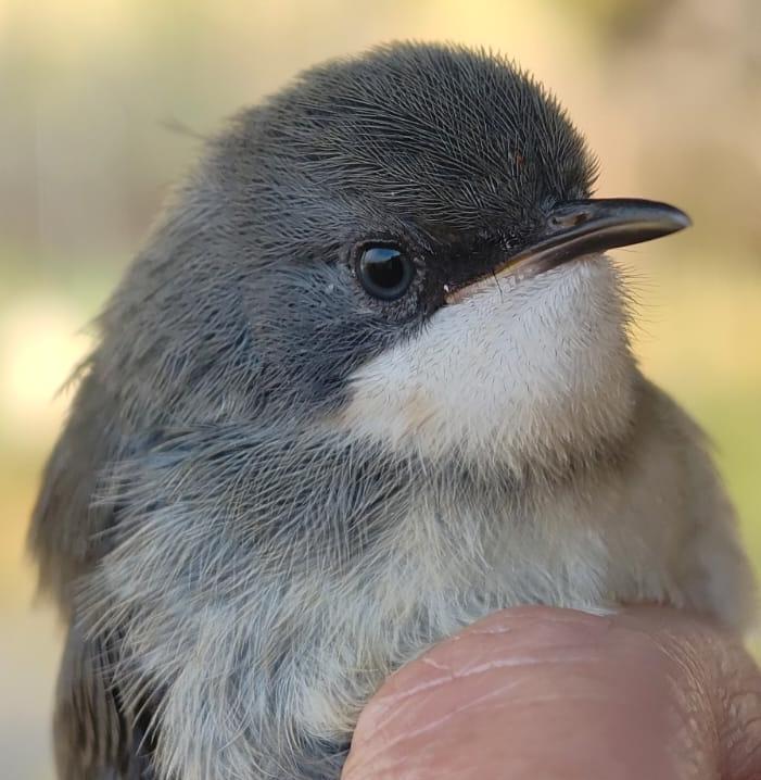 Bird ringing at Ouberg October 2025 - Bar-throated Apalis